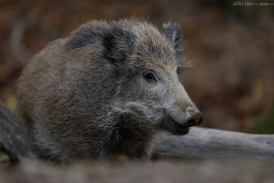 Sanglier
