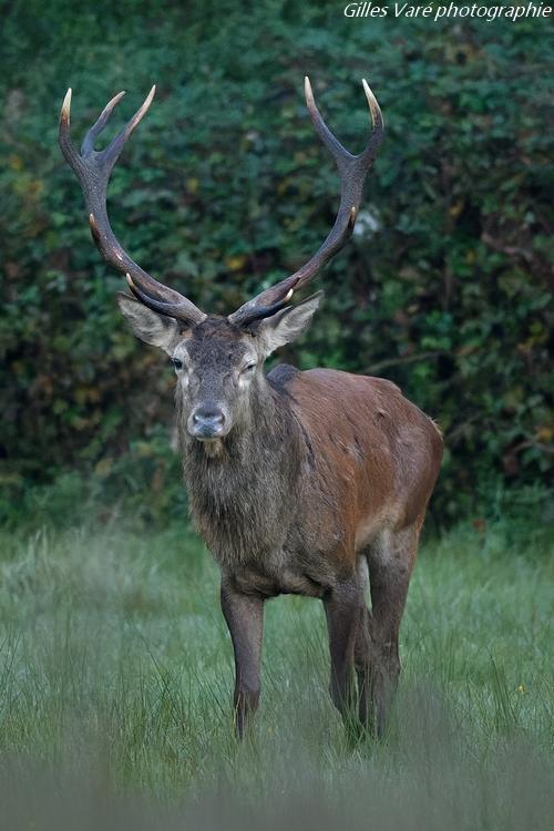 Cerf élaphe