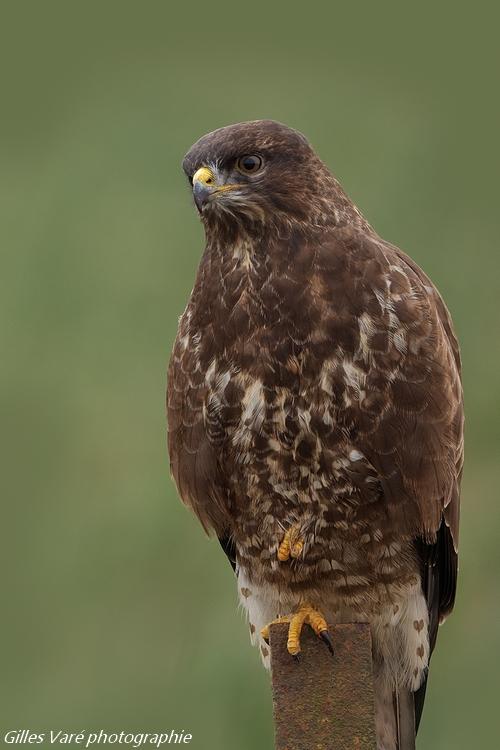 Buse variable