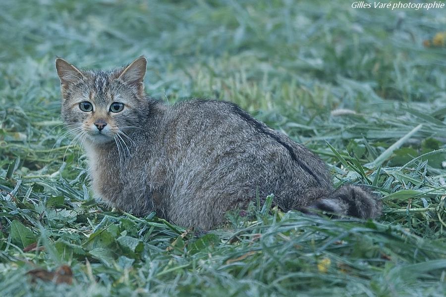 Chat sauvage