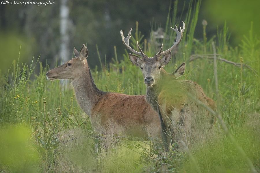 Cerf élaphe