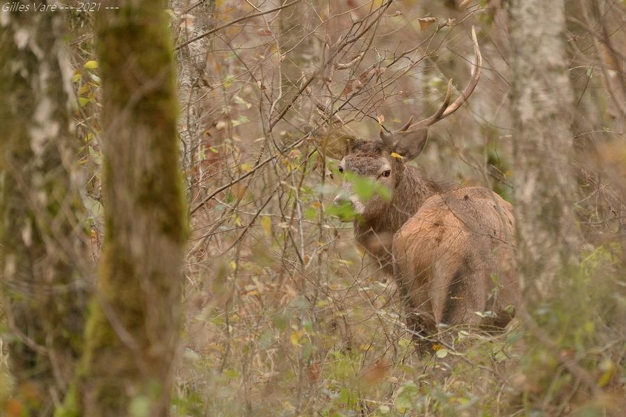 Cerf élaphe