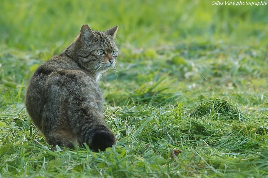 Chat sauvage