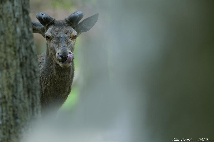 Cerf élaphe