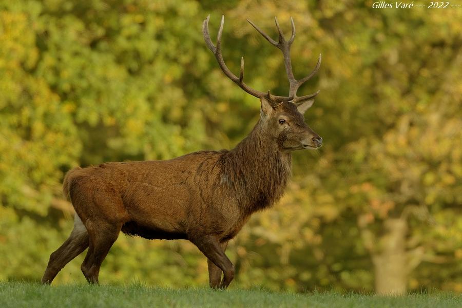 Cerf élaphe