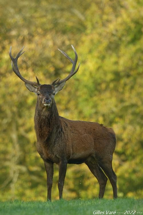 Cerf élaphe