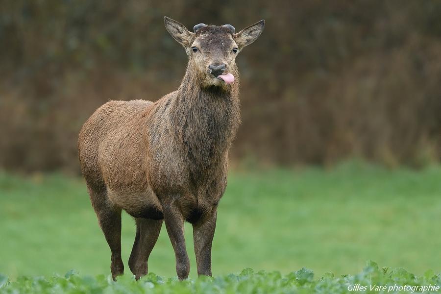 Cerf élaphe