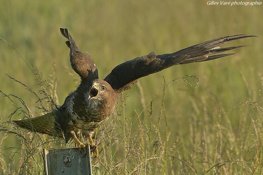 Buse variable