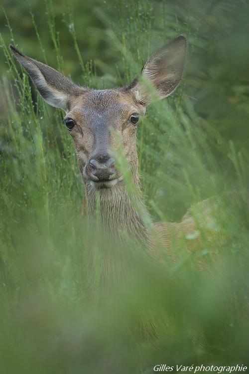 Biche