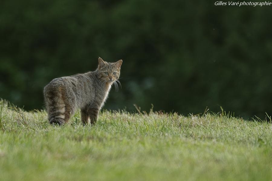 Chat forestier