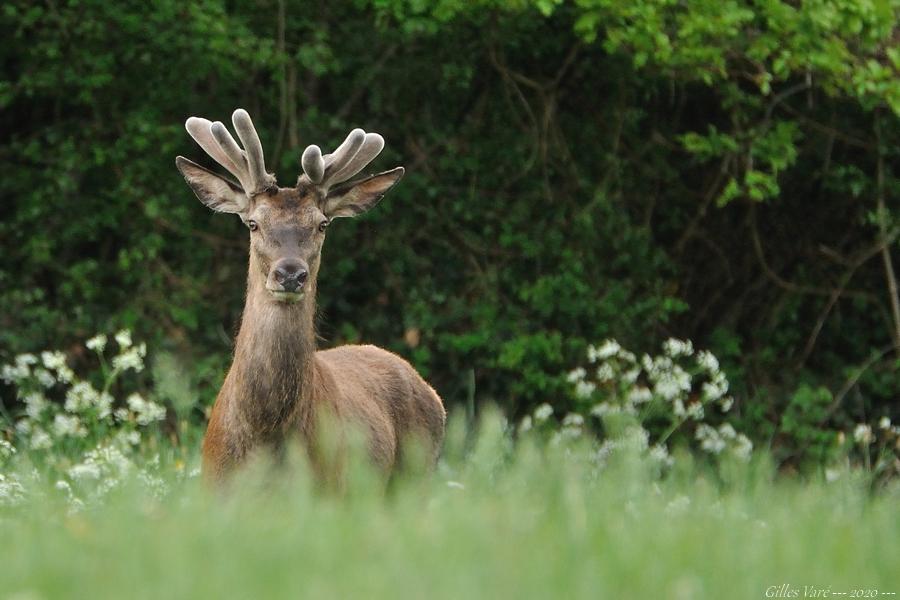 Cerf élaphe