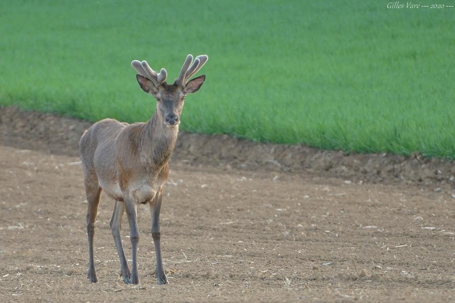 Cerf élaphe