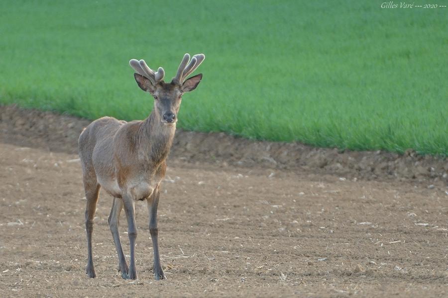 Cerf élaphe