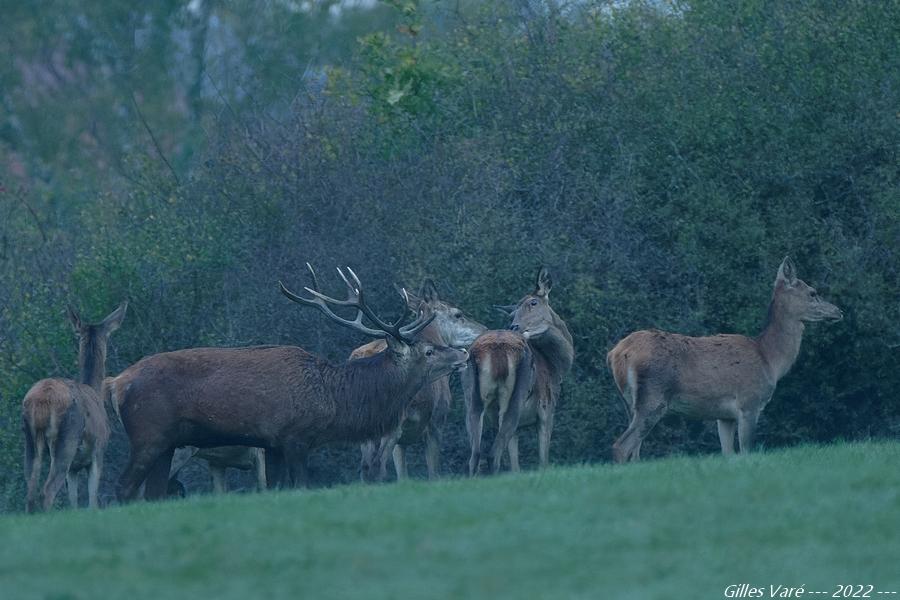 Cerf élaphe