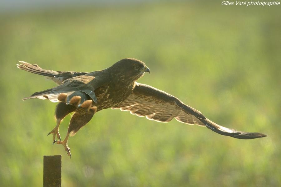 Buse variable