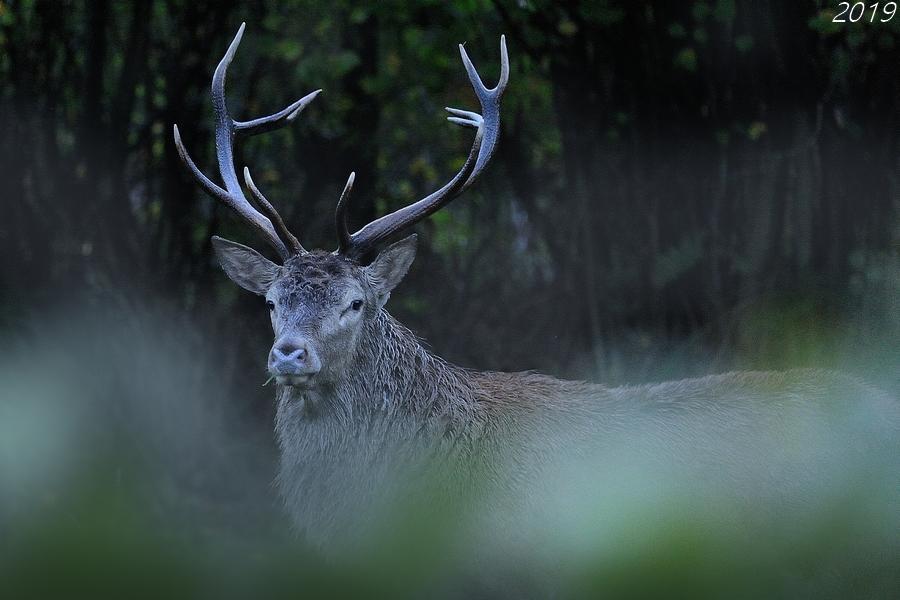 Cerf élaphe