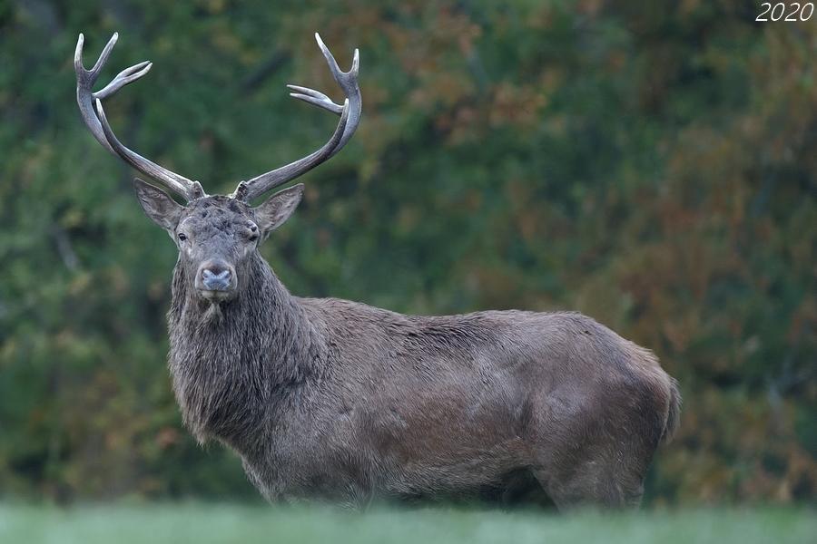 Cerf élaphe