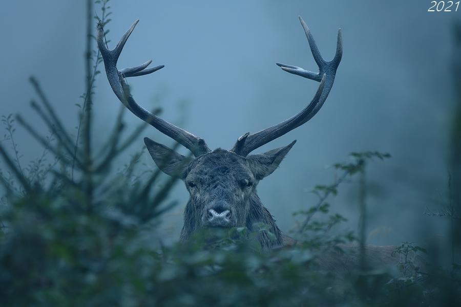 Cerf élaphe