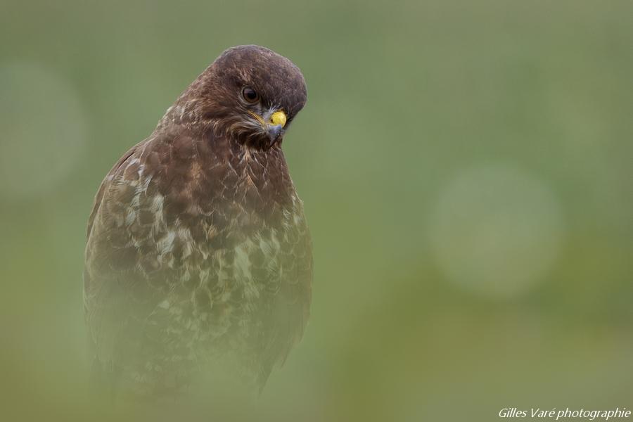 Buse variable