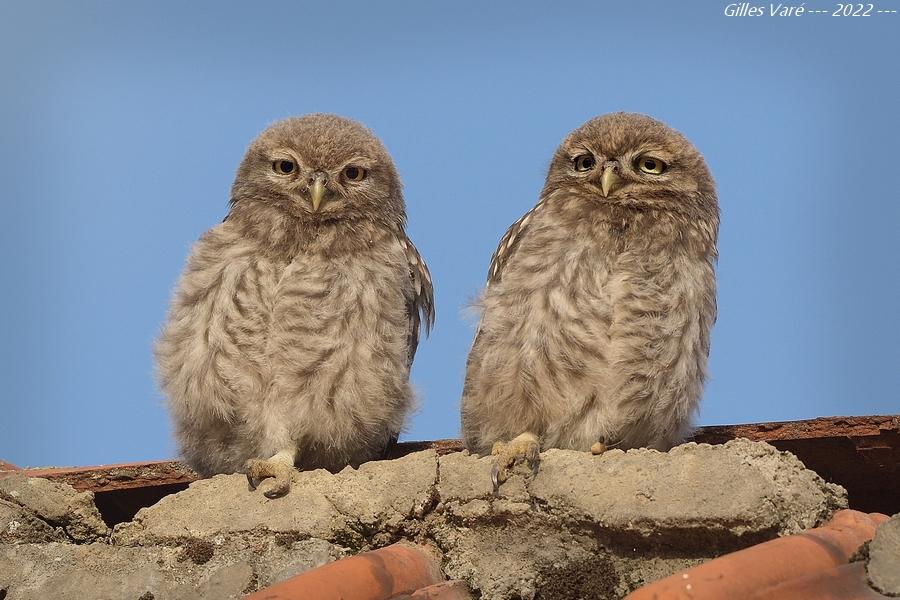 Chouettes chevêches