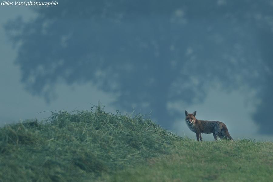 Renard roux