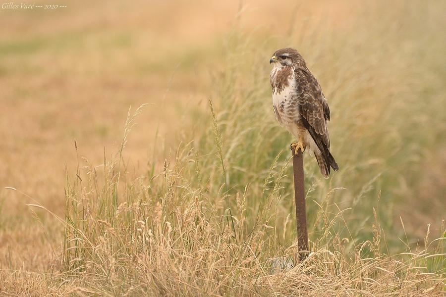 Buse variable