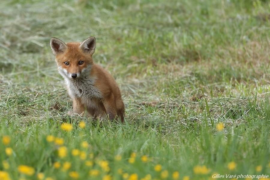 Renards roux