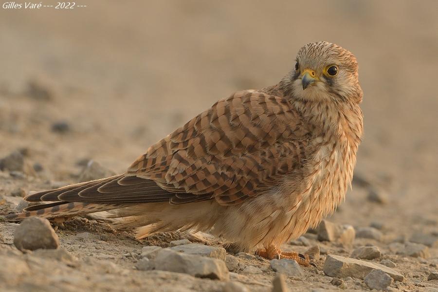 Faucon crécerelle