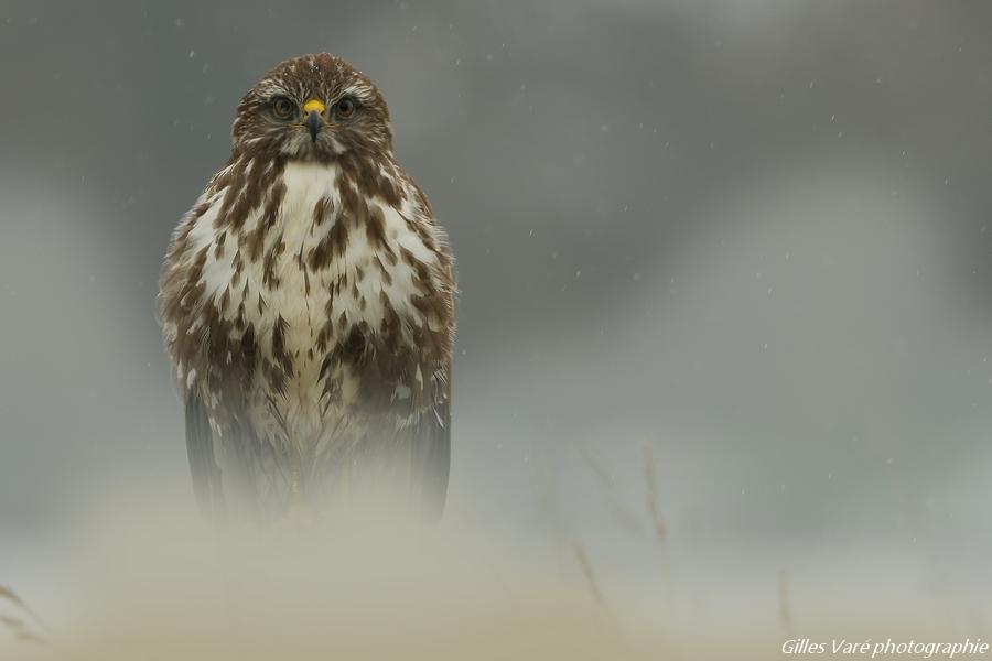 Buse variable