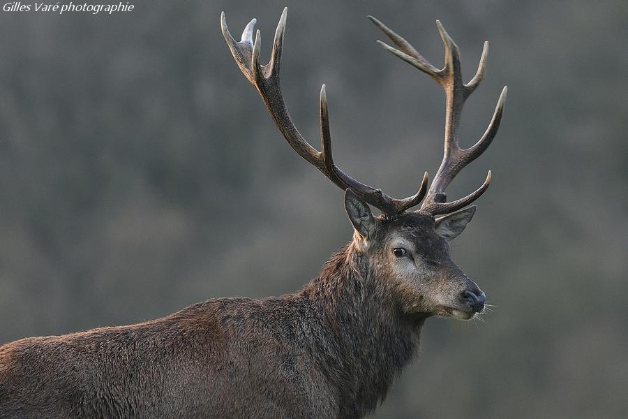 Cerf élaphe