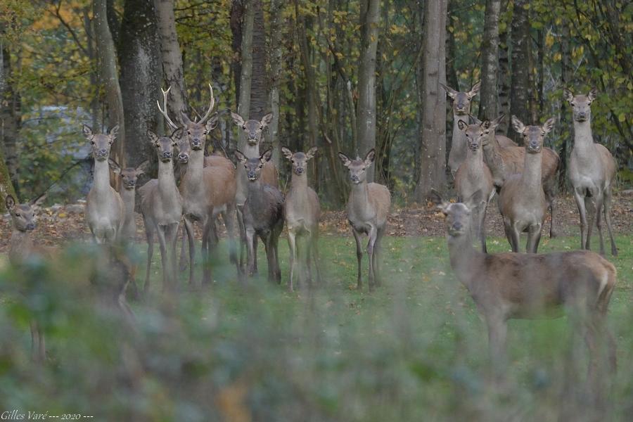 Cerf élaphe