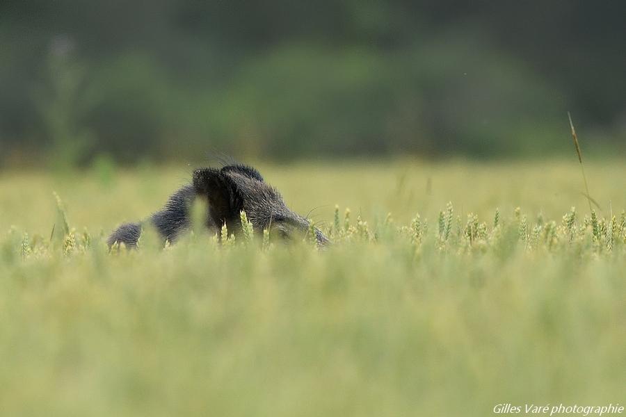 Sanglier