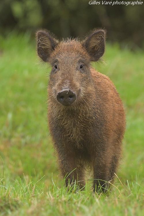 Sanglier