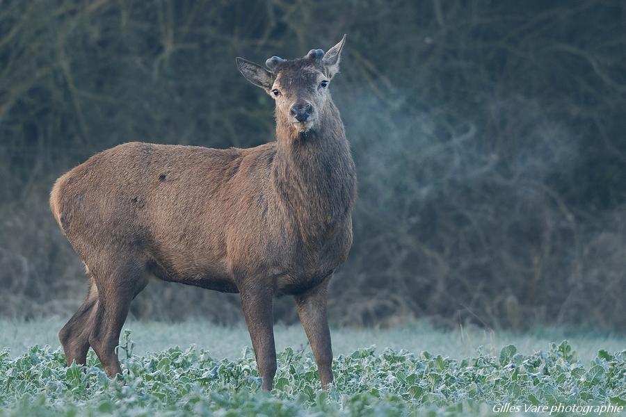 Cerf élaphe