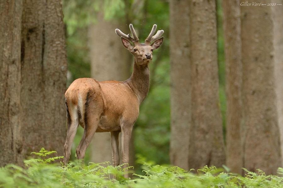 Cerf élaphe