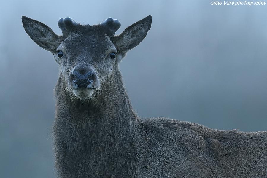 Cerf élaphe