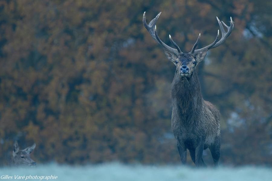 Cerf élaphe