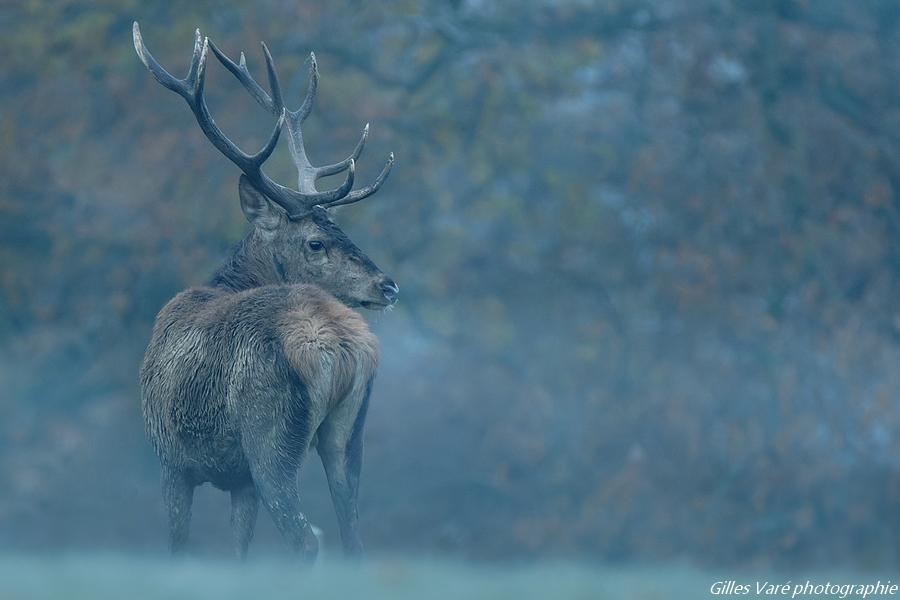 Cerf élaphe