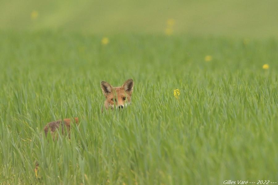 Renard roux