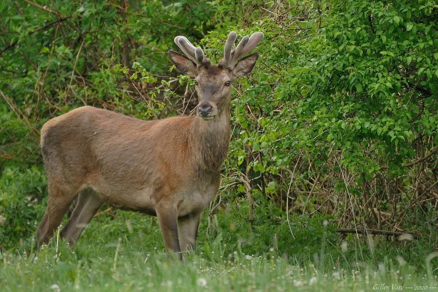 Cerf élaphe