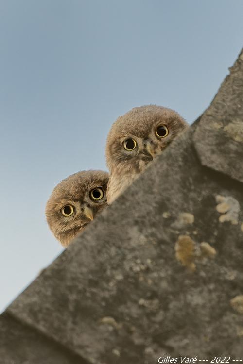 Chouettes chevêches