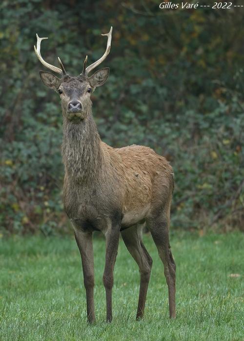 Cerf élaphe