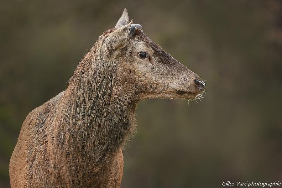 Cerf élaphe