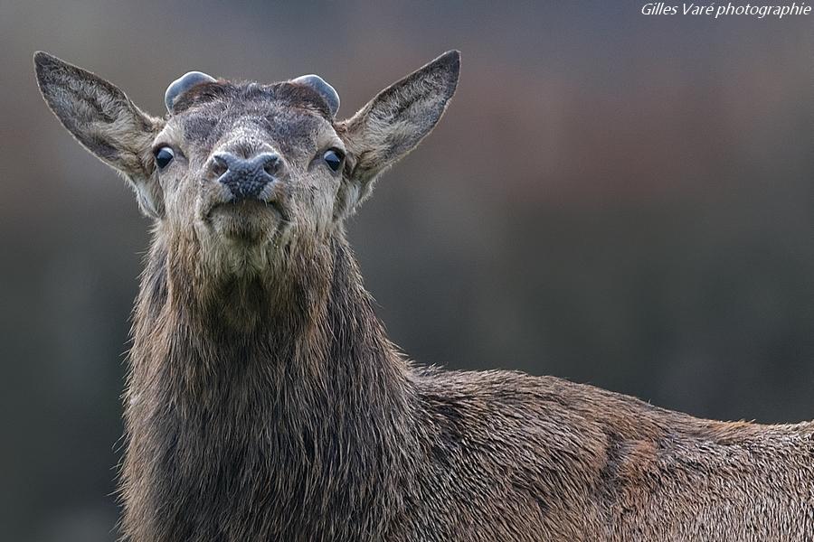 Cerf élaphe