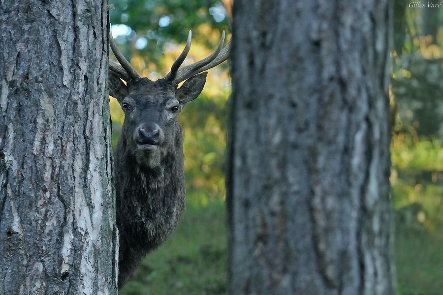 Cerf élaphe