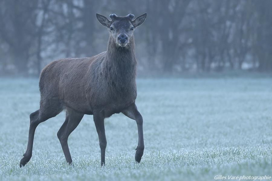 Cerf élaphe