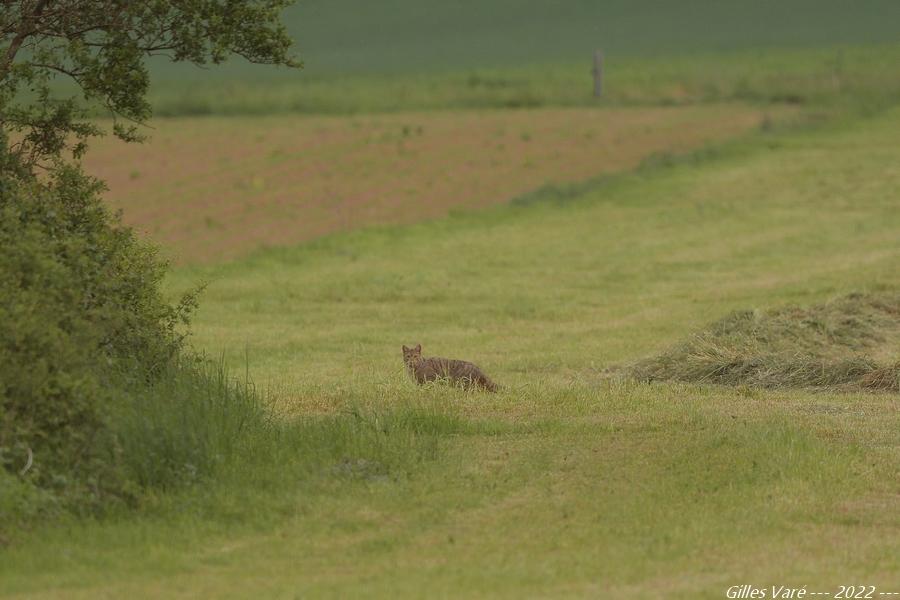 Chat sauvage