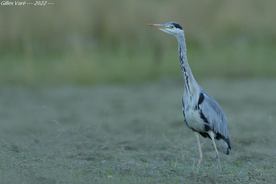 heron cendre