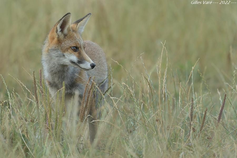 Renard roux