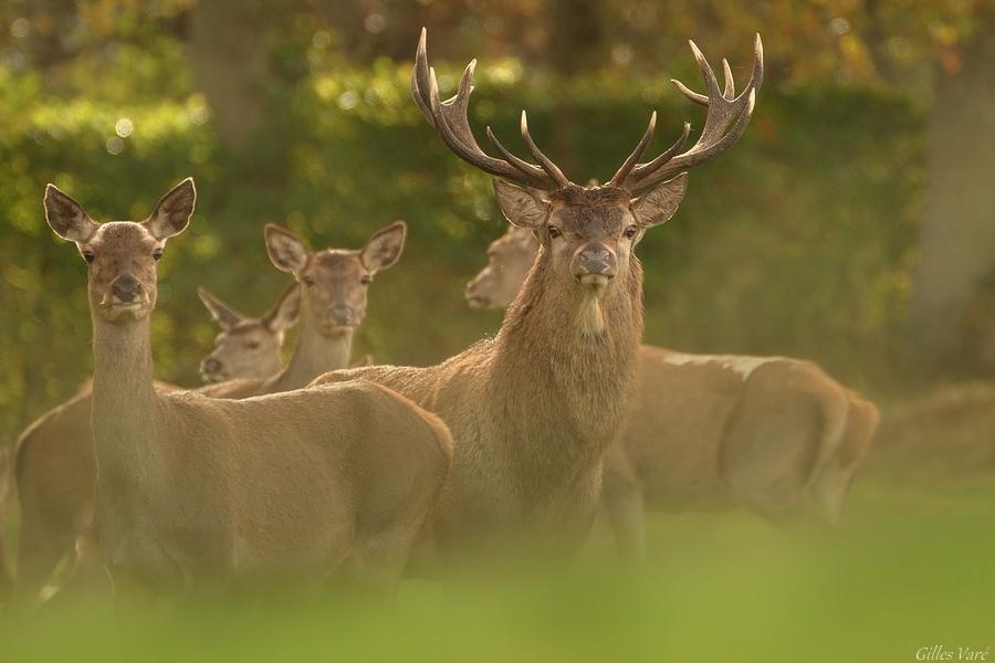 Cerf élaphe